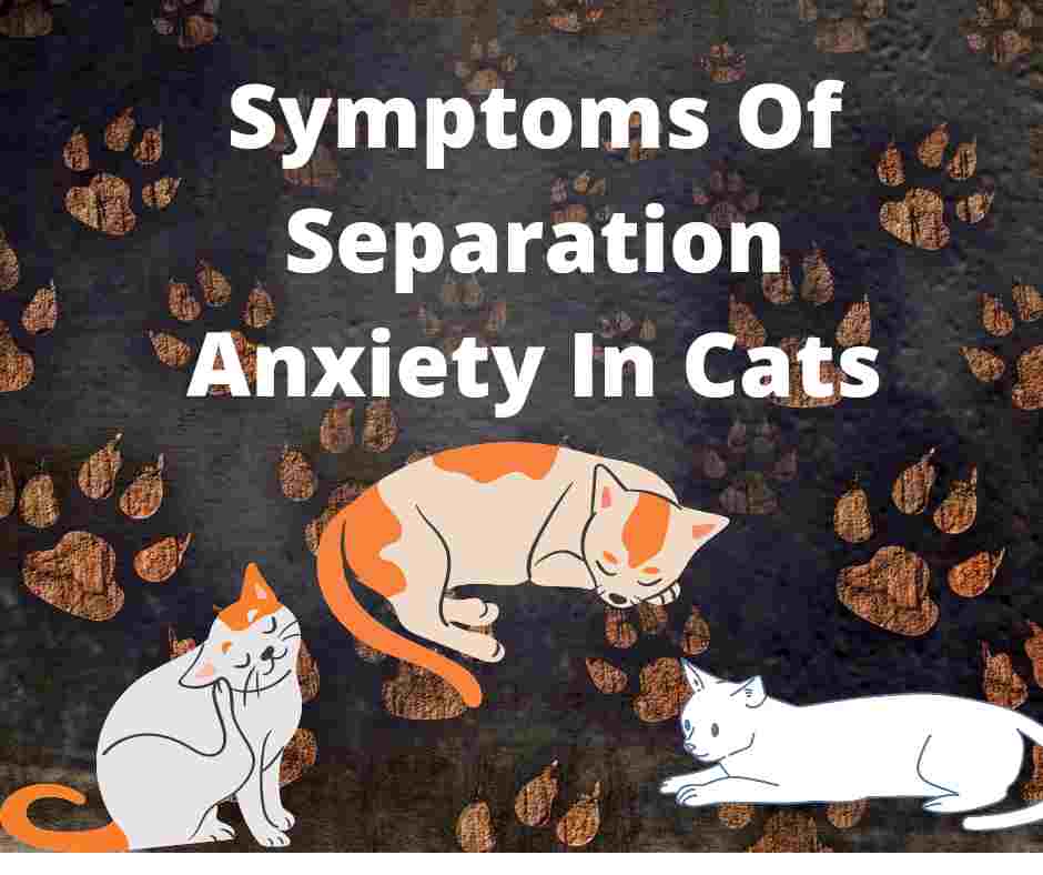 15 Symptoms Of Separation Anxiety In Cats &  10 Causes