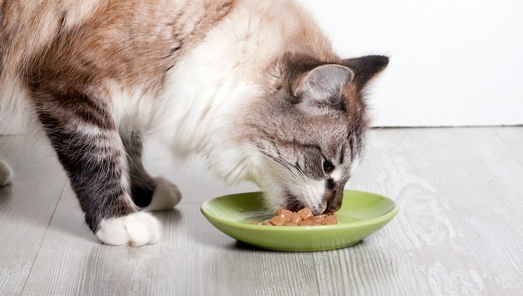 5 Eating Disorders That Affect Cats