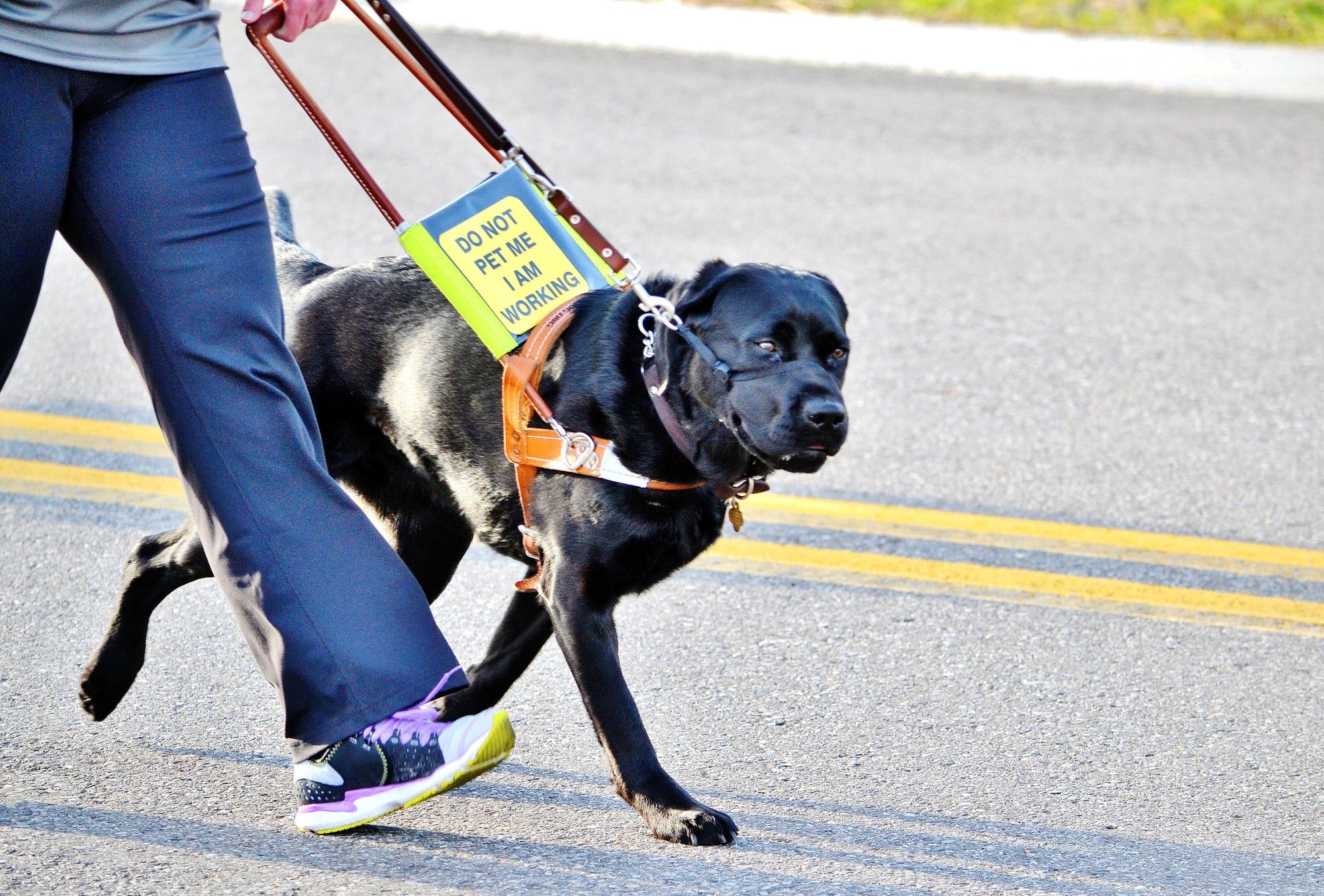 5 Steps to Getting a PTSD Service Dog