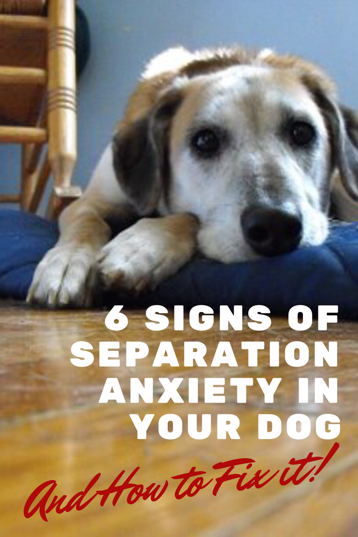 6 Danger Signs Your Dog Has Separation Anxiety