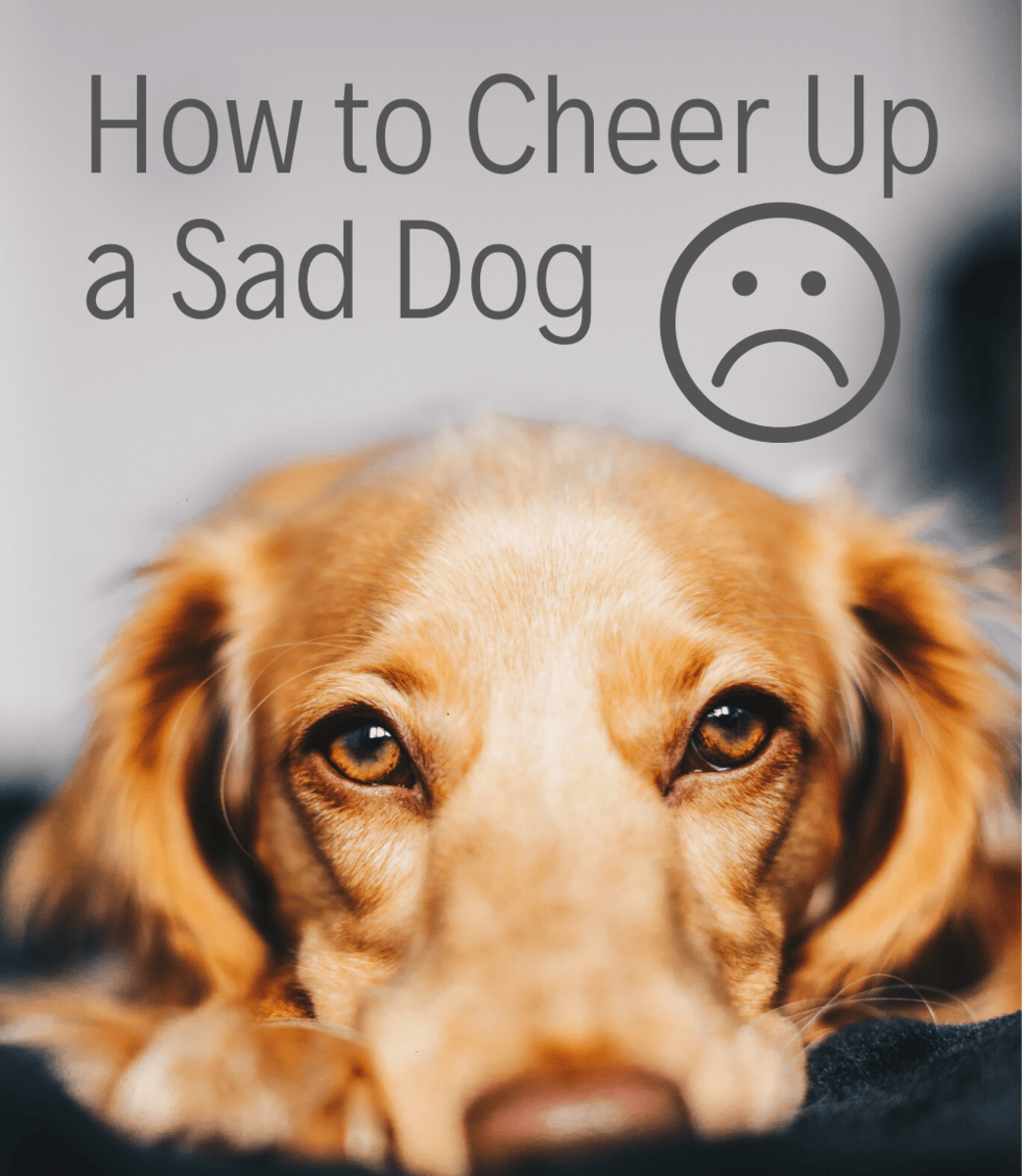 7 Best Methods to Cheer Up a Sad or Depressed Dog