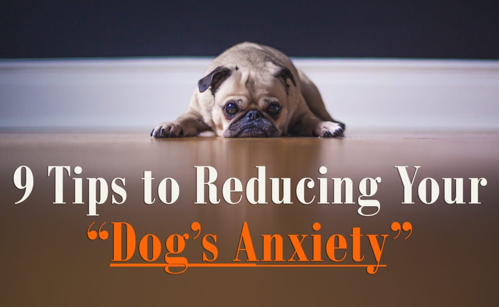 9 Tips to Reducing Your Dog