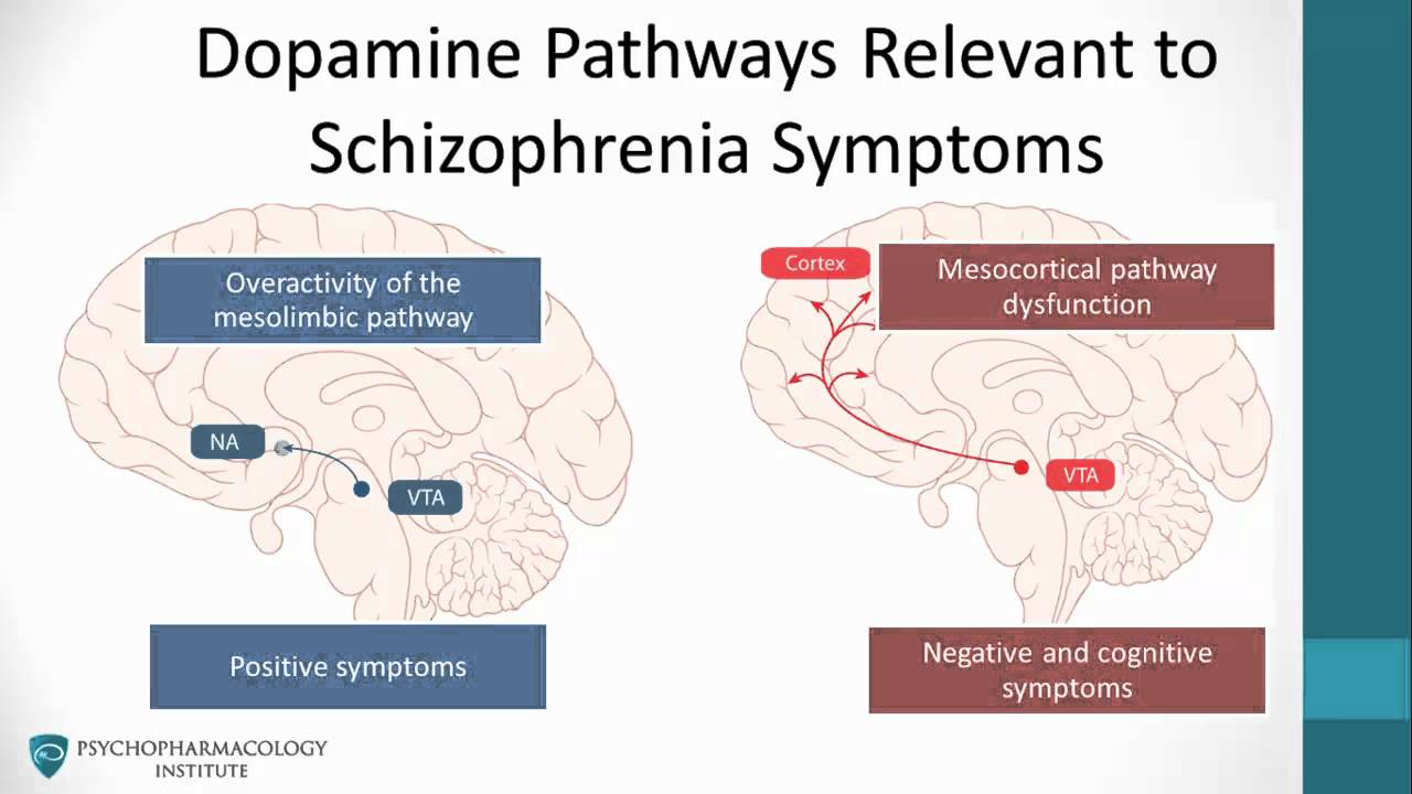 Antipsychotics &  The Dopamine Hypothesis Schizophrenia ...