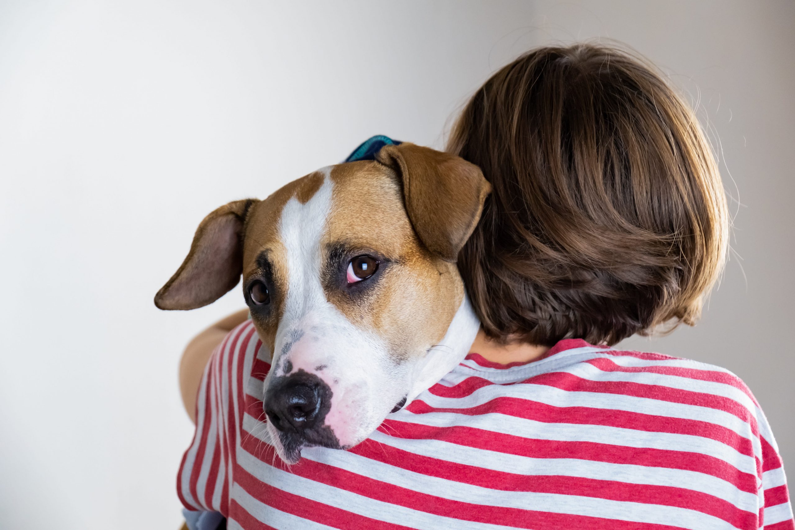 Anxiety &  Depression in Dogs: Causes, Symptoms &  How To Help ...