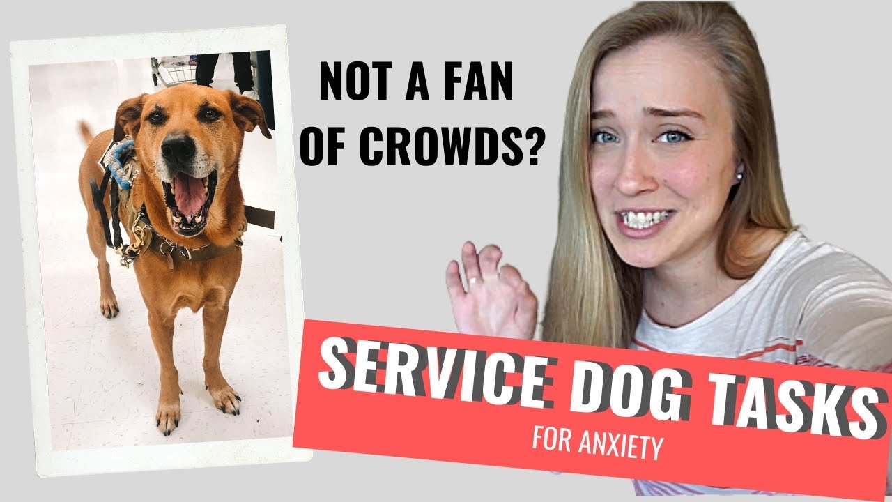 ANXIETY Service Dog Tasks