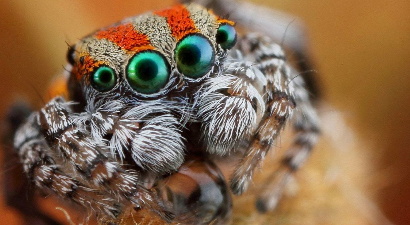 Arachnophobia: 5 Reasons You Shouldn