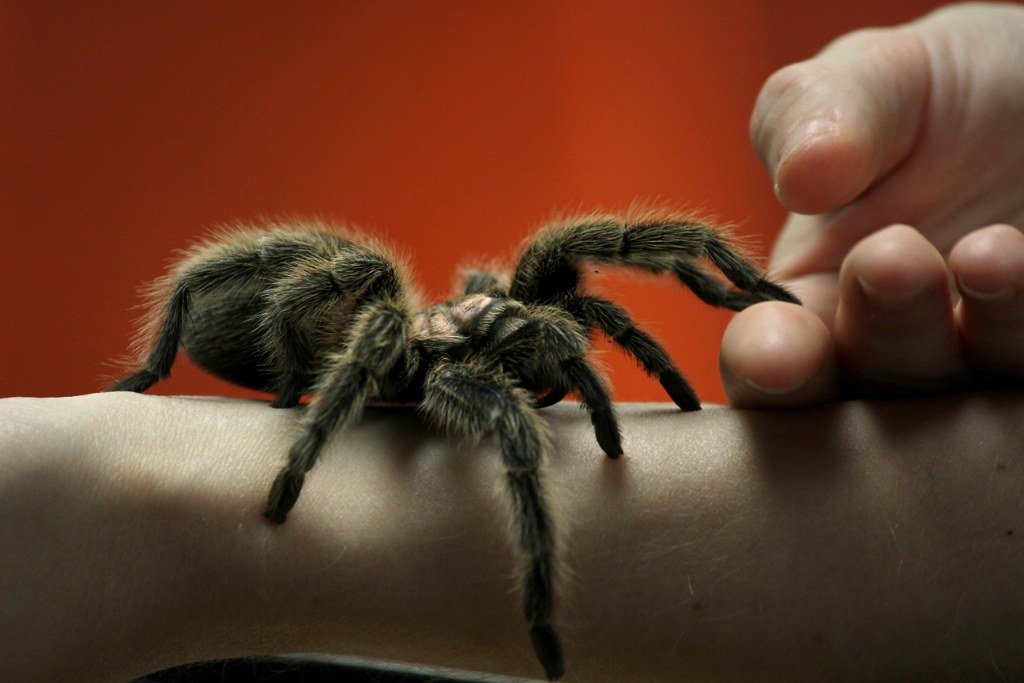 Can Arachnophobia Be Selective?