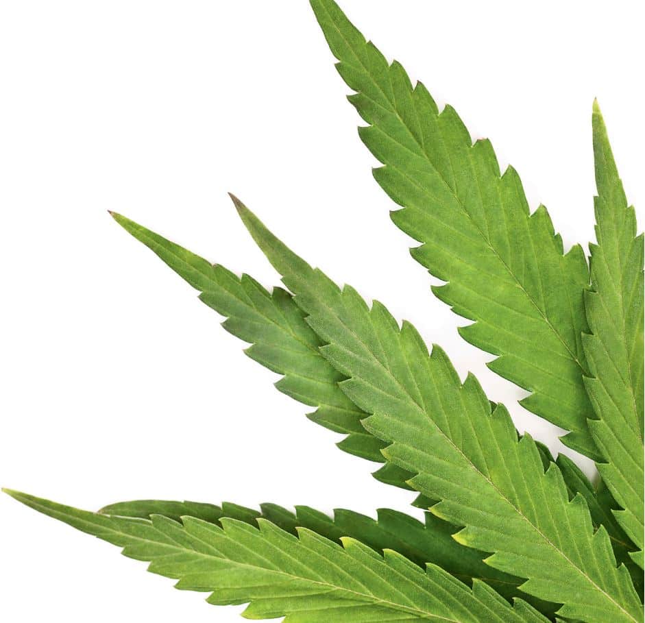 Cannabis: Risiken bei nichtmedizinischem Gebrauch