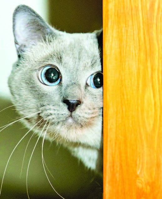 Clingy cats: Dealing with separation anxiety in felines â Animal Scene ...
