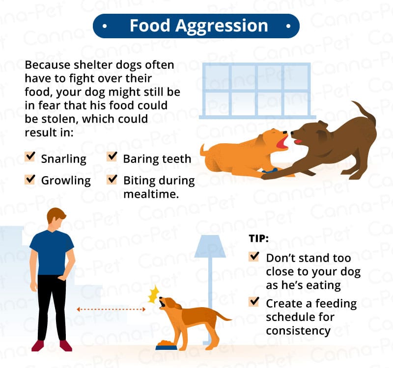 Common Anxieties Found In Rescue Dogs