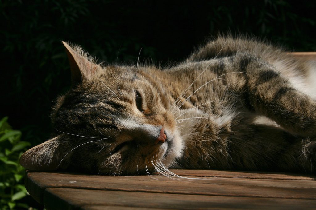Common Signs Of Depression In Cats And Proven Ways To Treat It