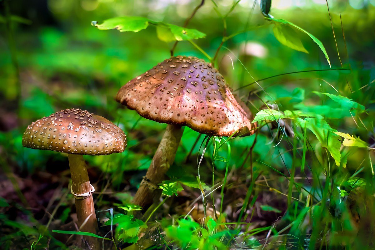 Could "Magic Mushrooms" Help Alleviate Depression And ...