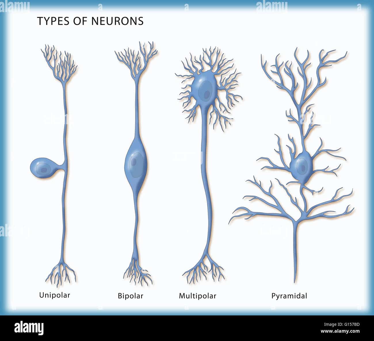 Darstellung der 4 Arten von Neuronen. Von links nach rechts: unipolar ...