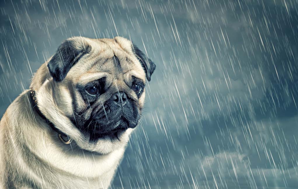 Depressed Pets: How to Help a Dog with Depression  Top ...