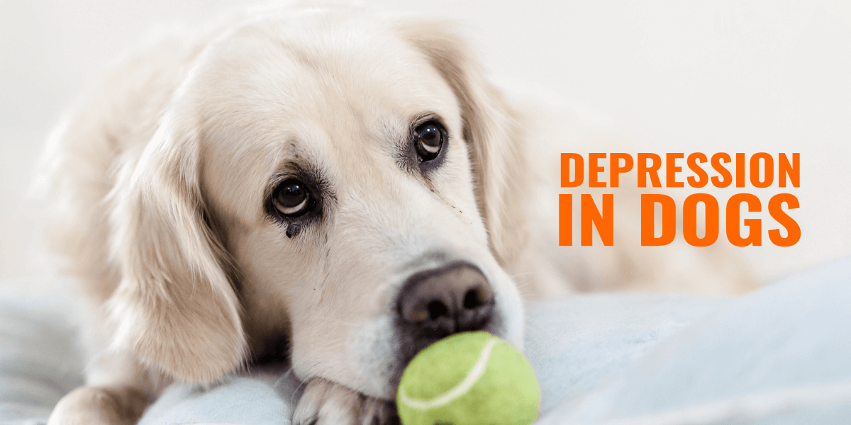 Depression in Dogs â Symptoms, Diagnosis, Treatments &  FAQ