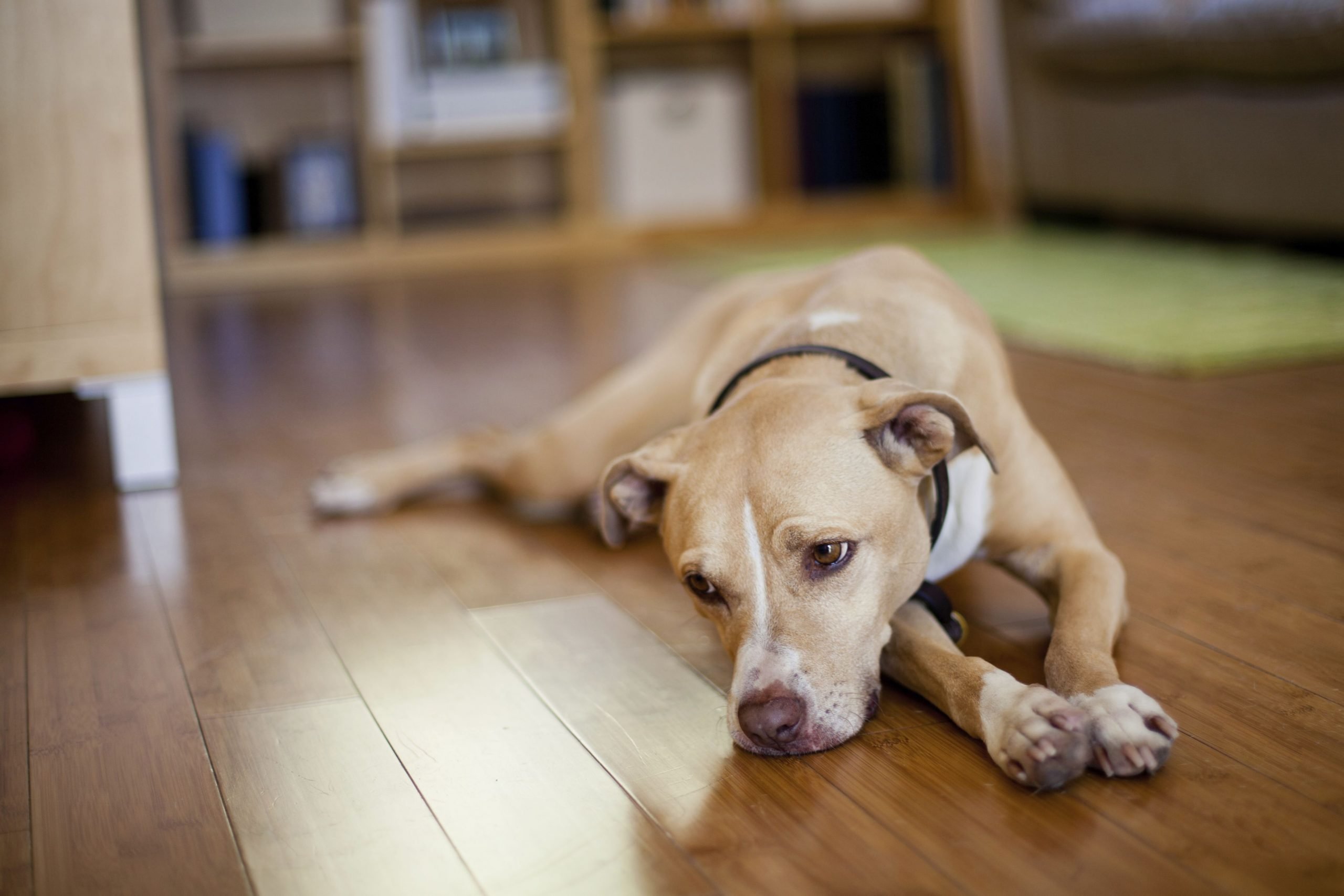 Do Dogs Get Depression? How to Help Your Sad Dog