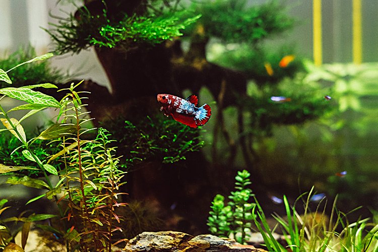 Do Pet Fish Help With Depression?