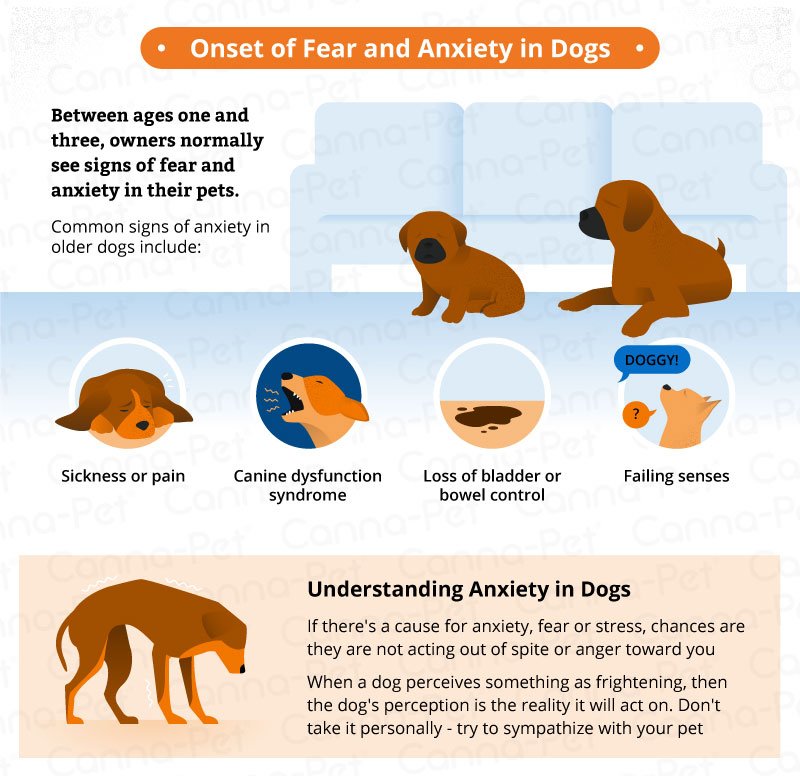 Dog Anxiety &  Natural Remedies: A Complete Guide