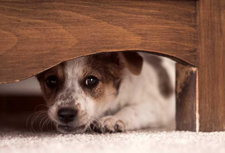 Dog Panic Attacks: Signs Symptoms &  Methods For Dealing