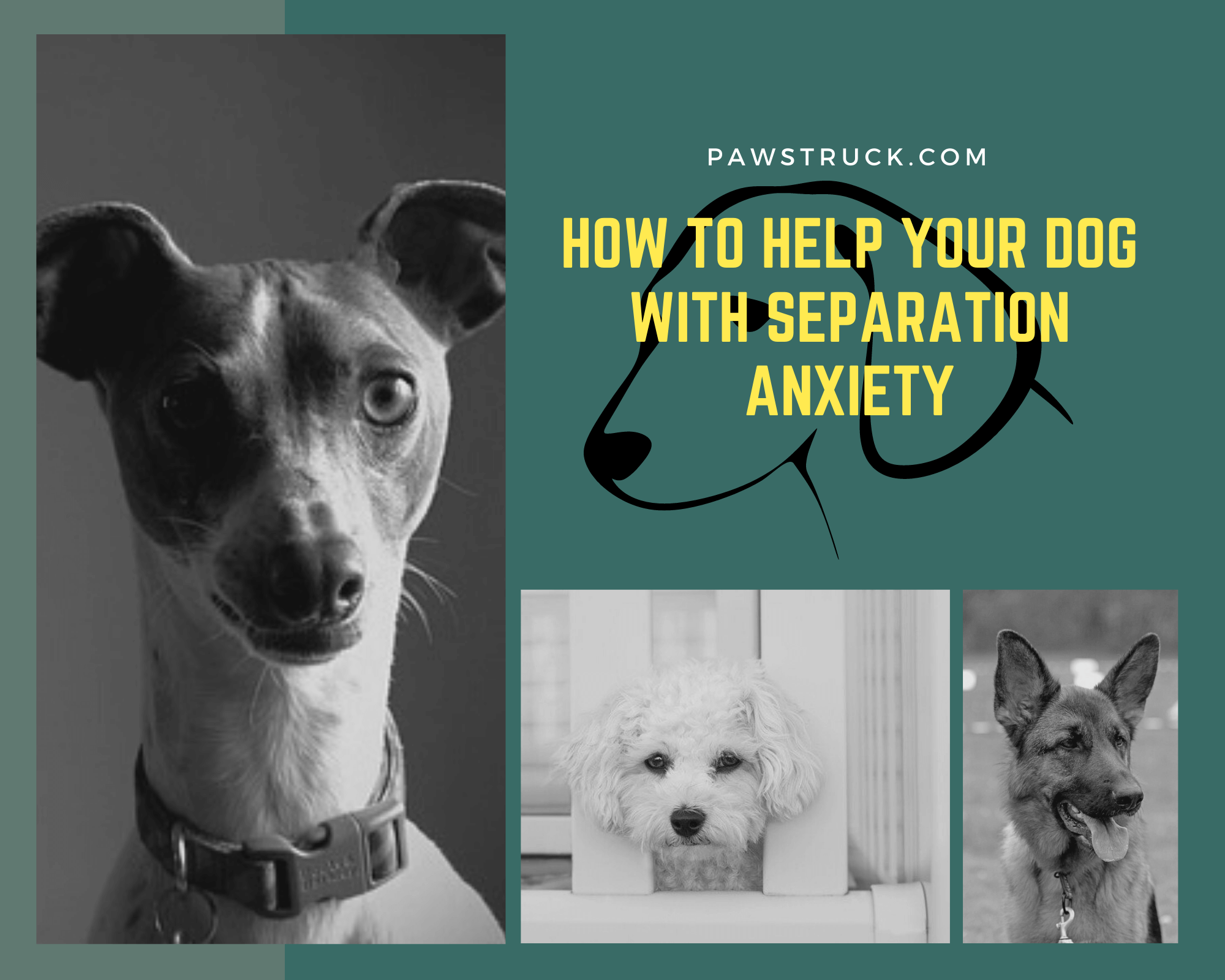 How to Help Your Dog with Separation Anxiety