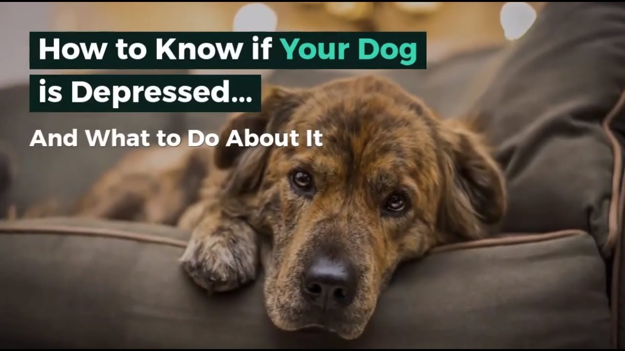 How to know if your dog is depressed and what to do about ...