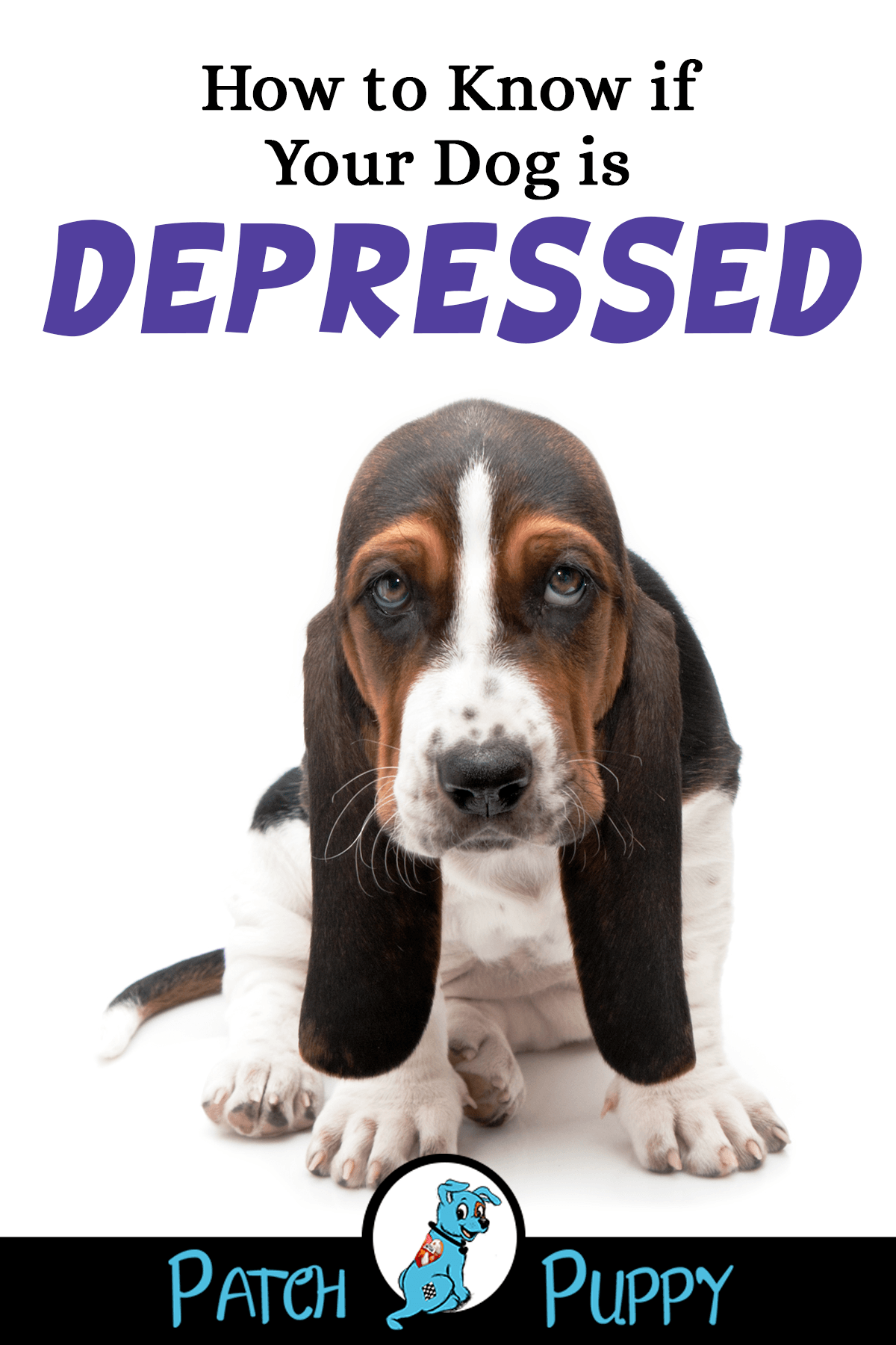 How to Know if Your Dog is Depressed