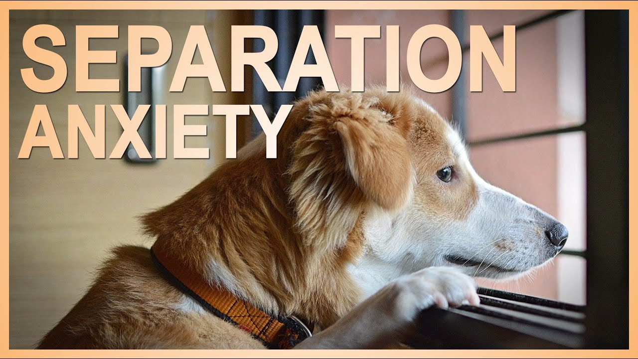 How to STOP a Dog From Having Separation Anxiety!