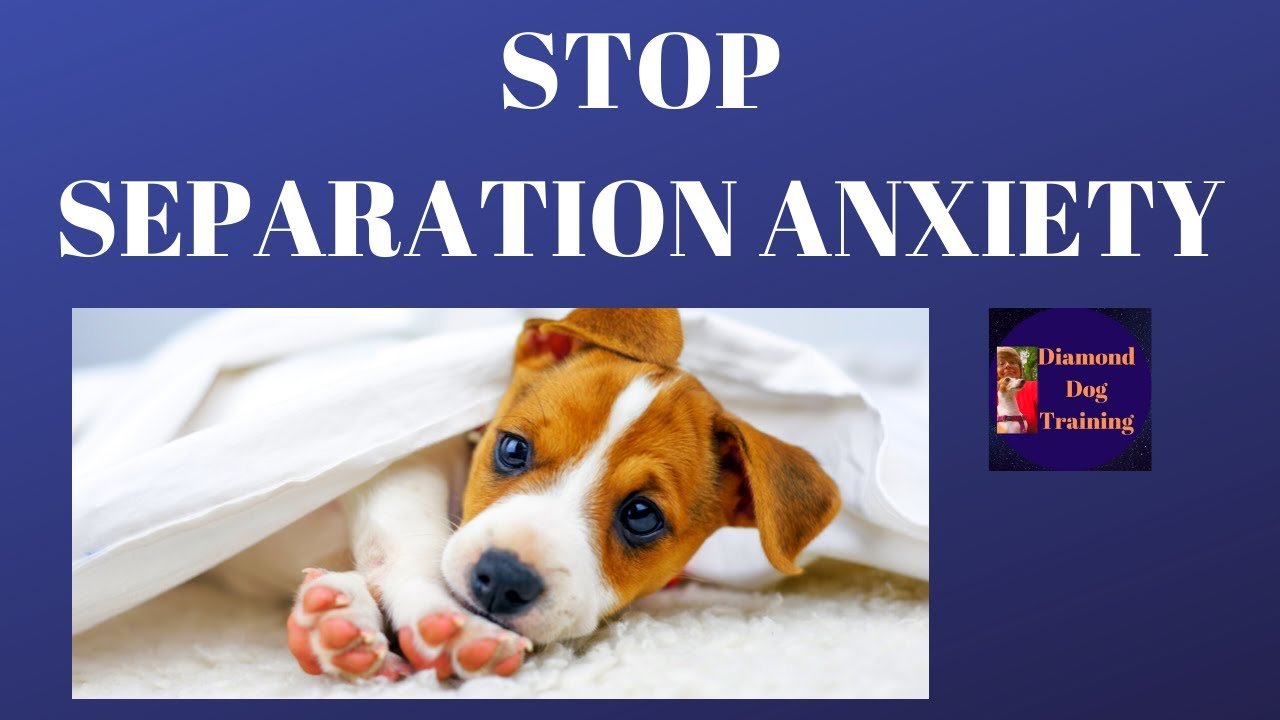 How To Stop Puppy Developing Separation Anxiety/ Prevent ...