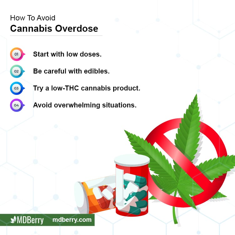 Medical Cannabis Patients and Cannabis Overdose: Things to Know  MDBerry