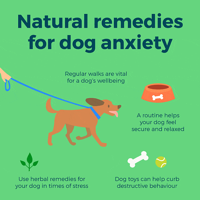 Natural Remedies For Dog Anxiety