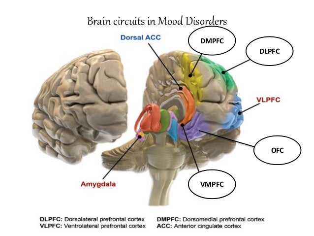 Neurobiology and functional brain circuits in mood disorders