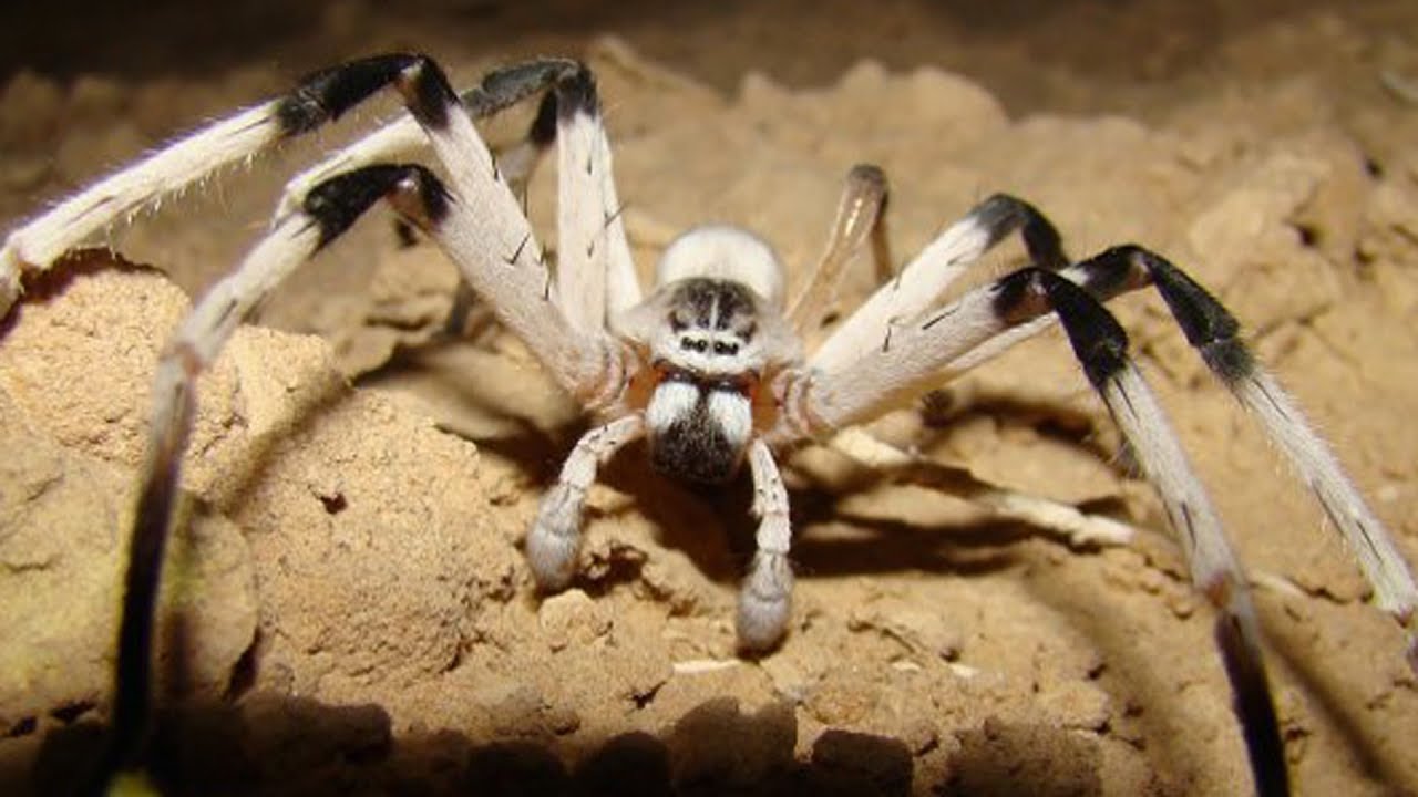 Phobia Fear of Spiders How to Overcome