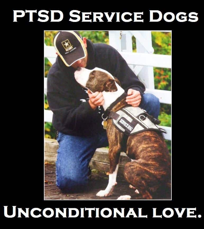 Pitbull Service Dog For Ptsd