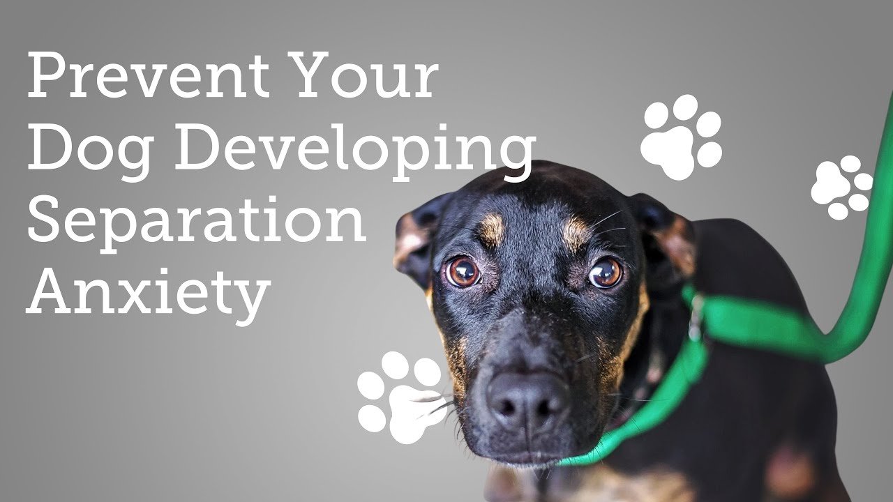 Prevent Your Dog Developing Separation Anxiety and Related ...