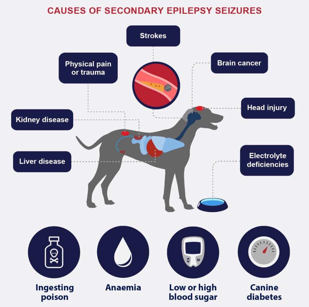 Seizures in Dogs: Causes, Symptoms, &  How to Treat ...