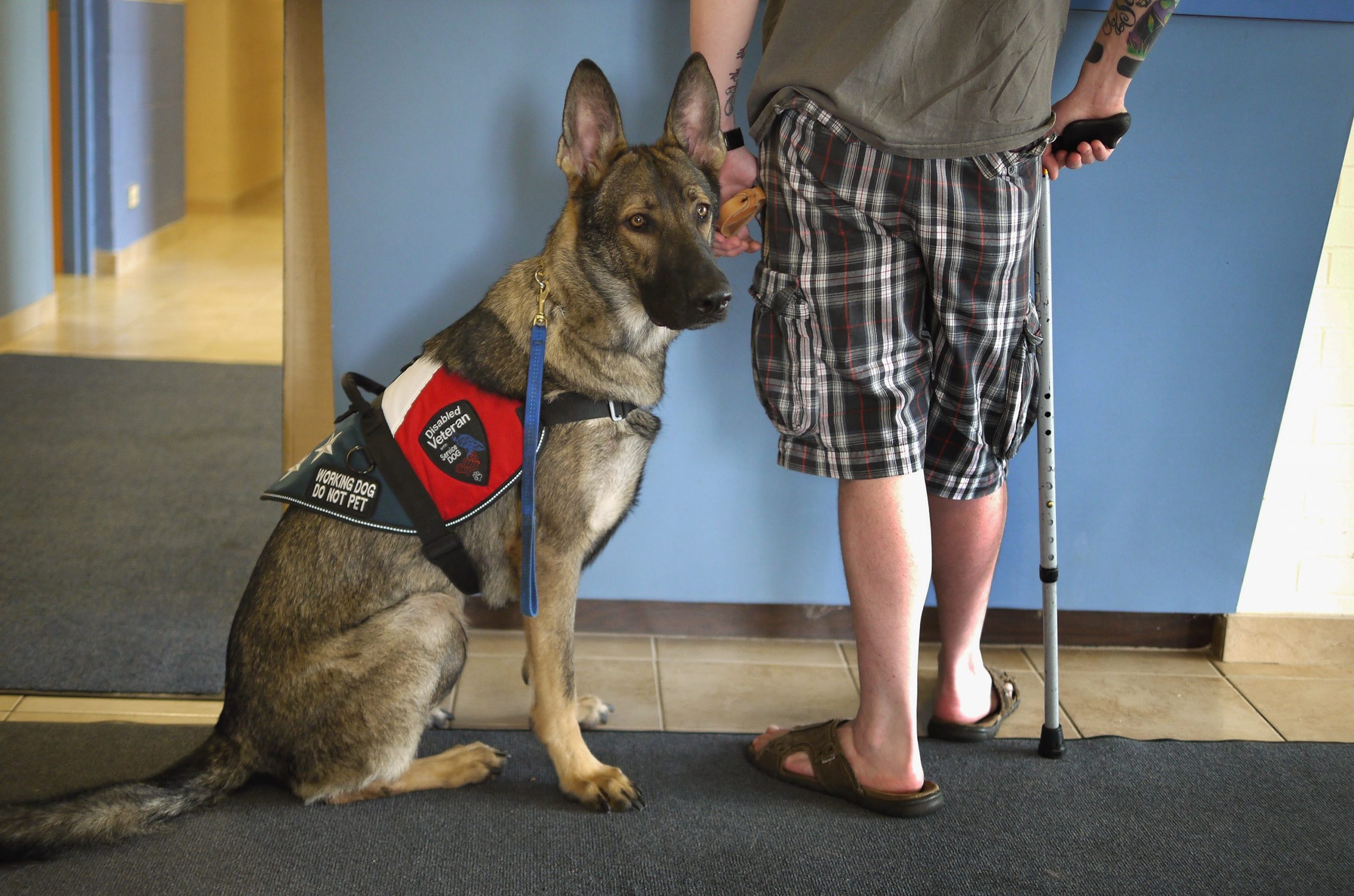 Service Dog Helps Wounded Veteran Cope With PTSD