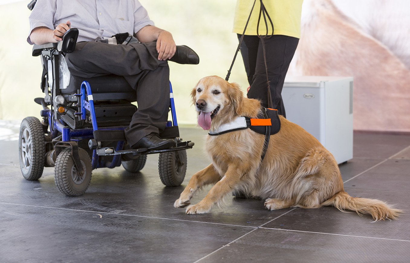 Service Dog Training Helps Owners Cope with PTSD