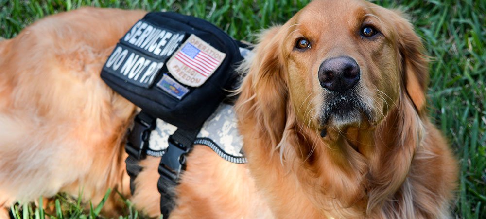 Service Dogs and PTSD