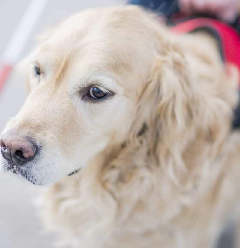 Service dogs for anxiety: Everything you need to know