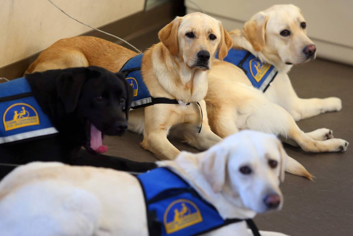 Service Dogs For Veterans With PTSD