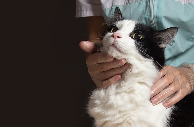 Six Simple Ways To Help Cats With Depression