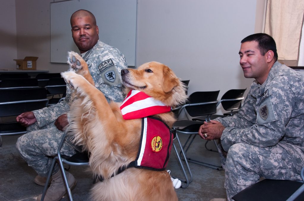 The Complete Guide to How Service Dogs Can Help People ...