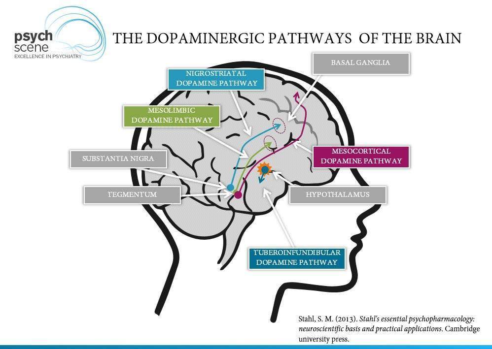 The Dopamine Hypothesis of Schizophrenia