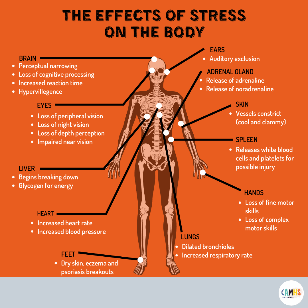 THE EFFECTS OF STRESS ON YOUR BODY ð? â CAMHS Professionals