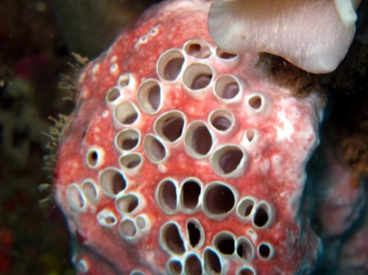 Trypophobia is the fear of holes? It