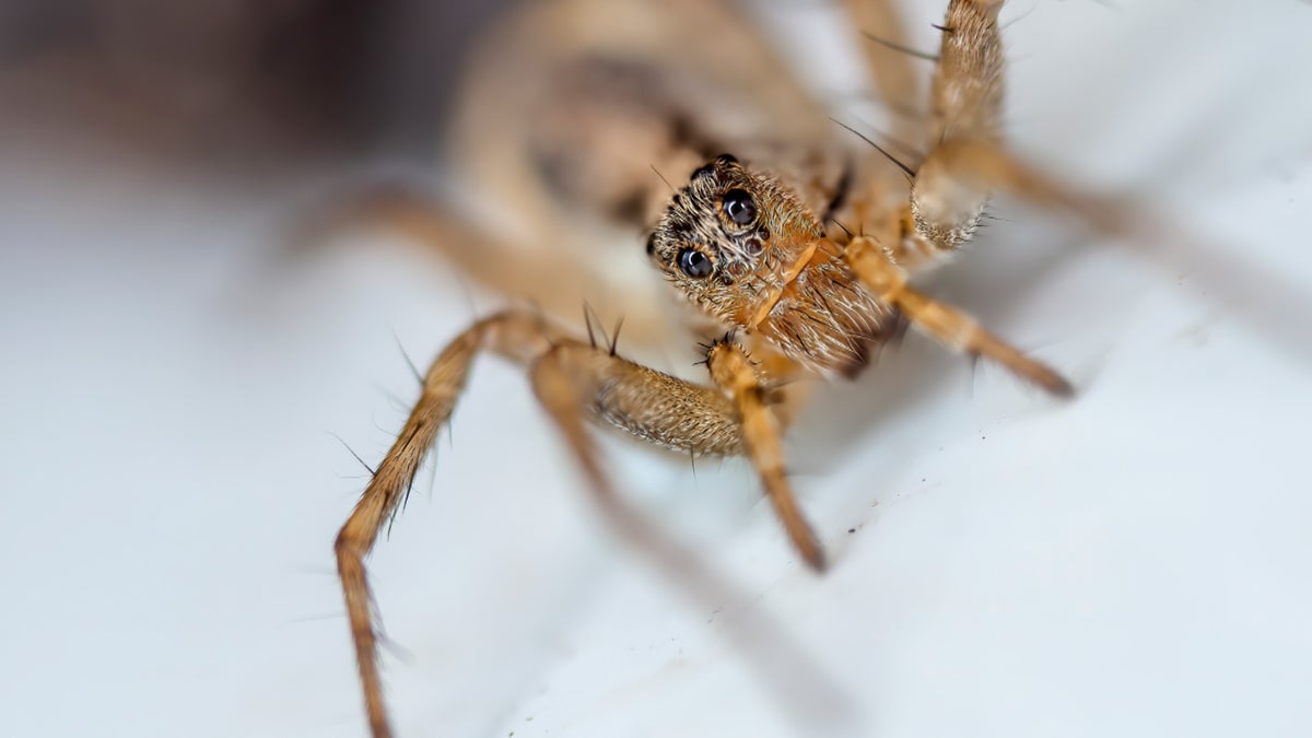Understanding Entomophobia AKA the Fear of Bugs