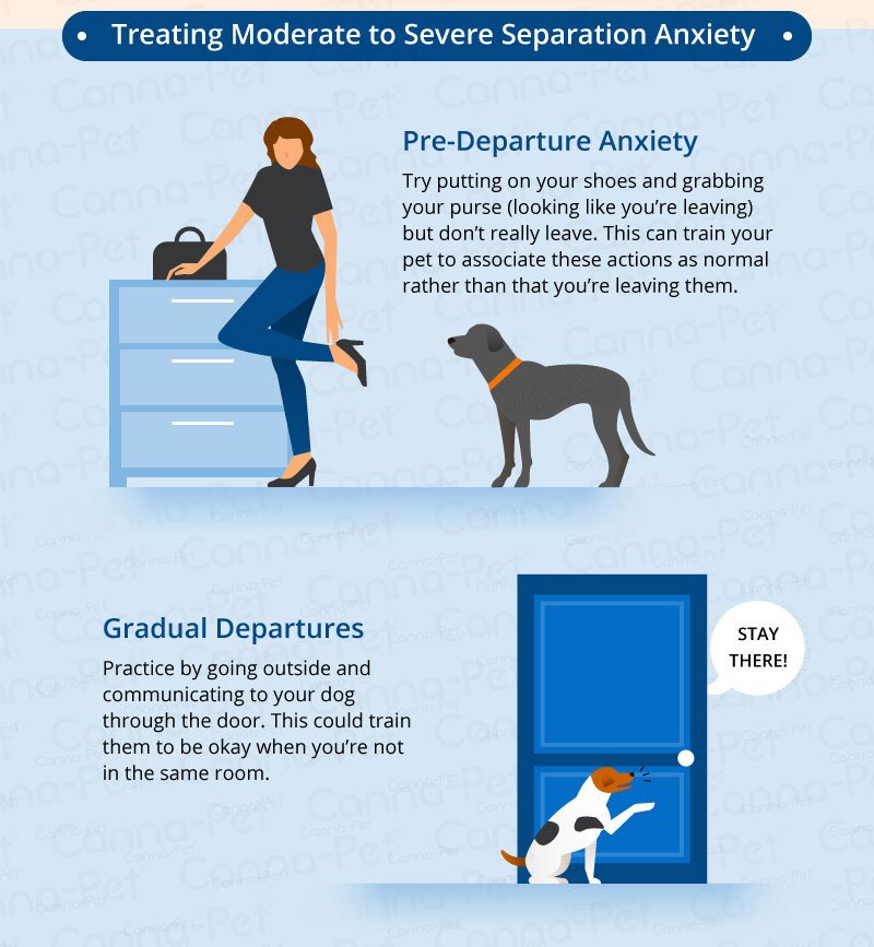 Understanding Separation Anxiety in Dogs &  Cats