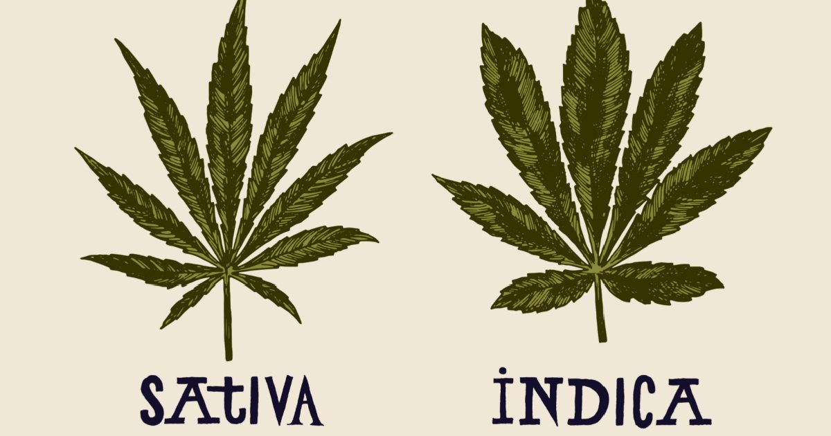 Understanding the Difference Between Sativa and Indica for ...