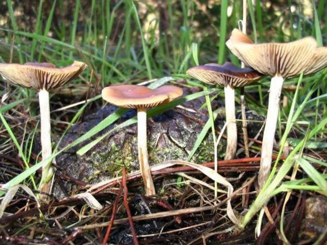 WA Police target magic mushroom harvesting in South West ...