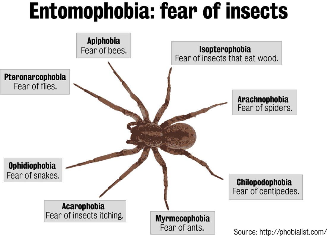 What is Entomophobia?